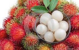 This fruit, which looks like a litchi , is beneficial