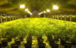 Niagara: About $22 million in illegal cannabis seized by OPP