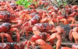 50 million man-eating crabs spotted together on Australian islands