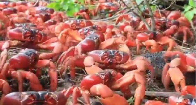 50 million man-eating crabs spotted together on Australian islands