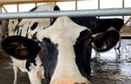 Dairy prices in Ontario set to rise in 2022