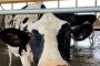 Dairy prices in Ontario set to rise in 2022