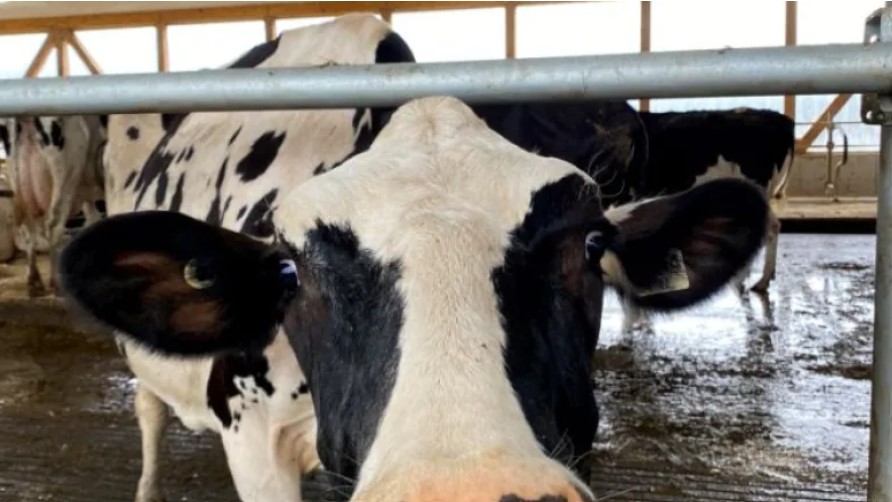 Dairy prices in Ontario set to rise in 2022