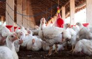 As virus continues to spread, Bird flu detected on third Ontario farm