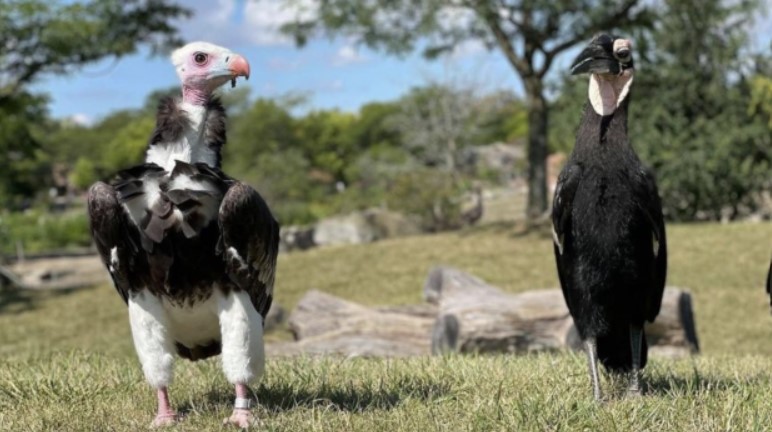 As 'highly pathogenic' strain of bird flu spreads across country, Toronto Zoo closes aviaries