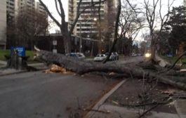 Environment Canada predicts wind gusts of up to 100 km/h in Toronto on Sunday