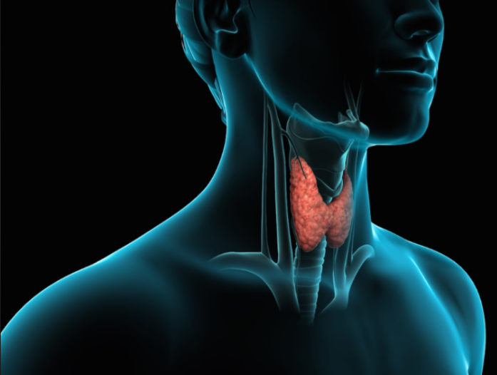 ਥਾਇਰਾਈਡ ਦੇ ਮਰੀਜ਼ ਆਪਣੀ ਖੁਰਾਕ ‘ਚ ਇਨ੍ਹਾਂ ਚੀਜ਼ਾਂ ਨੂੰ ਜ਼ਰੂਰ ਕਰੋ ਸ਼ਾਮਿਲ