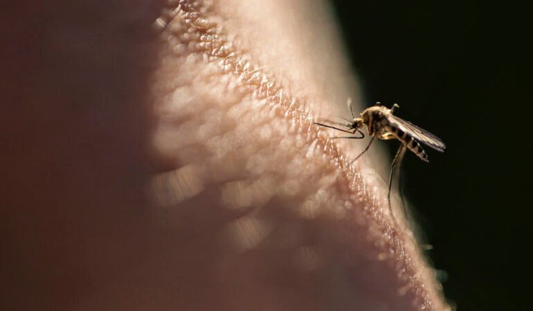 ਟੋਰਾਂਟੋ ‘ਚ ਵੈਸਟ ਨਾਈਲ ਵਾਇਰਸ ਦੇ ਮਚਛਰਾਂ ਦੇ ਪਹਿਲੇ ਕੇਸ ਦੀ ਪੁਸ਼ਟੀ