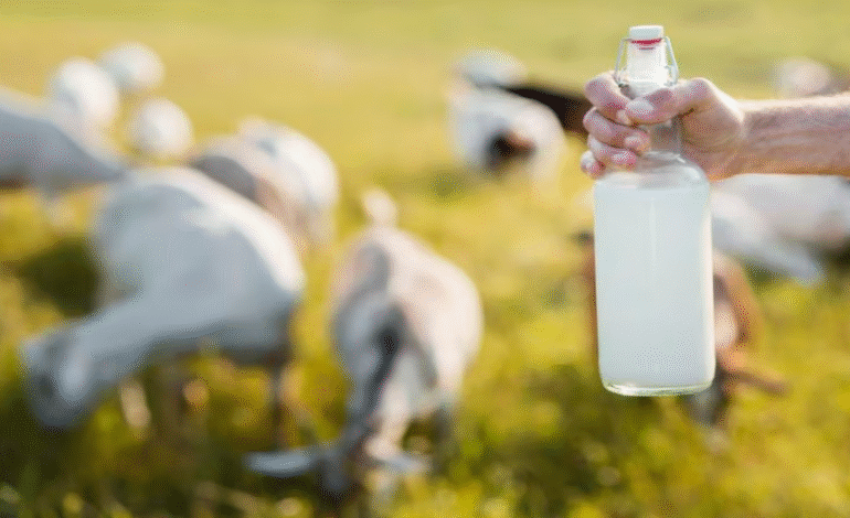 Goat Milk ਡੇਂਗੂ