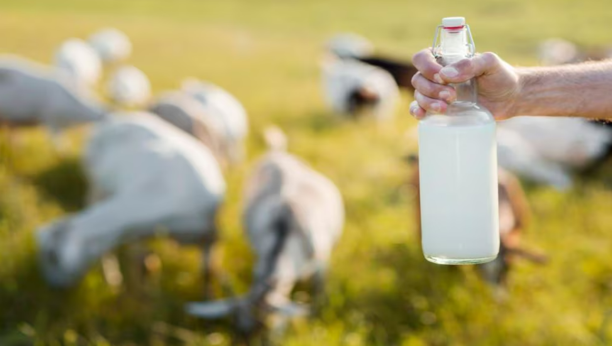 Goat Milk ਡੇਂਗੂ: ਬੱਕਰੀ ਦਾ ਦੁੱਧ ਪਲੇਟਲੈਟਸ ਨਹੀਂ ਵਧਾਉਂਦਾ, ਖੋਜ ਦਾ ਖੁਲਾਸਾ