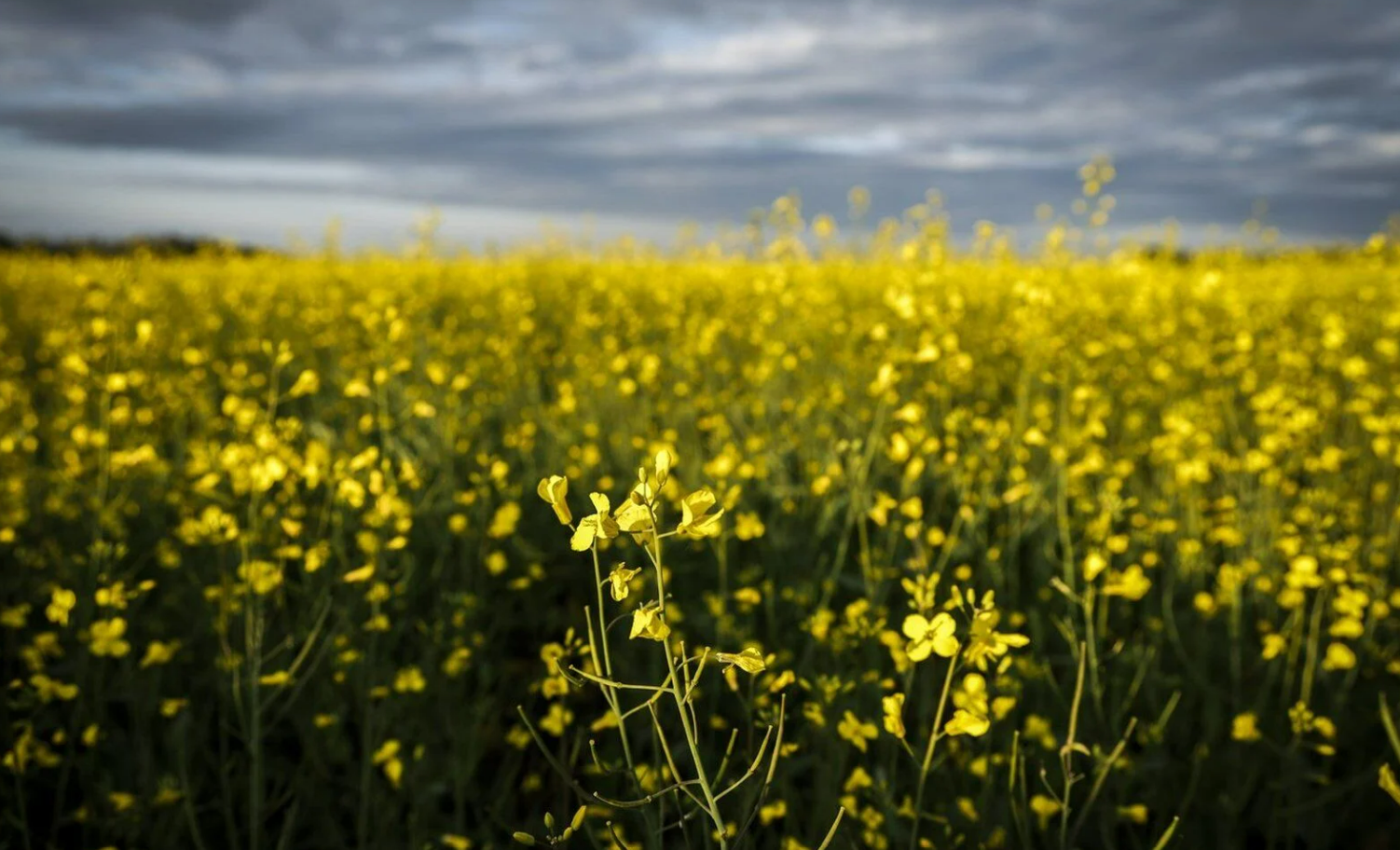 ਚੀਨ ਵਿੱਚ ਕੈਨੋਲਾ ਟੈਰਿਫ਼ ਮਸਲੇ ਦੇ ਹੱਲ ਦੀ ਆਸ: ਕੈਨੇਡੀਅਨ ਕਿਸਾਨਾਂ ਦੀ ਨਜ਼ਰ ਪ੍ਰਧਾਨ ਮੰਤਰੀ ਮਾਰਕ ਕਾਰਨੀ ਦੇ ਦੌਰੇ ‘ਤੇ |