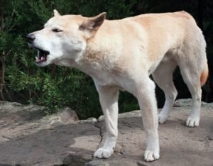 Dingo attack