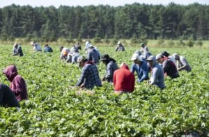 Temporary Foreign Workers