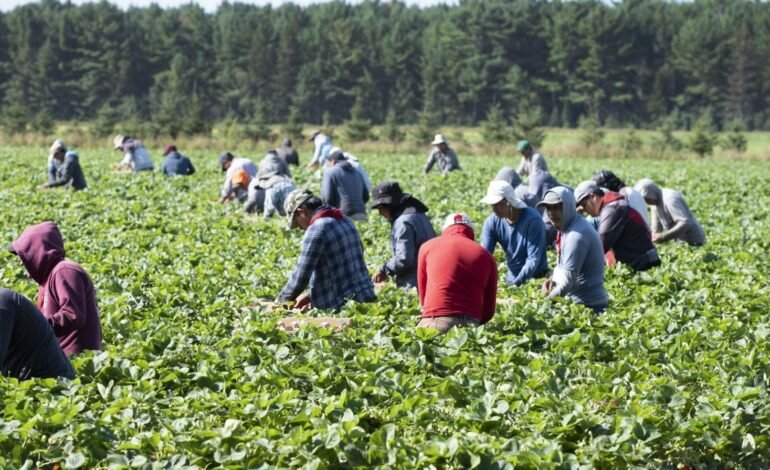 Temporary Foreign Workers